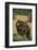 Roaring Grizzly Bear-DLILLC-Framed Photographic Print