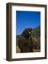 Roaring Grizzly Bear-DLILLC-Framed Photographic Print