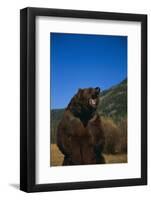 Roaring Grizzly Bear-DLILLC-Framed Photographic Print