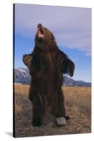 Roaring Grizzly Bear-DLILLC-Stretched Canvas