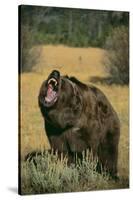 Roaring Grizzly Bear-DLILLC-Stretched Canvas