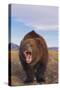 Roaring Grizzly-DLILLC-Stretched Canvas