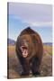 Roaring Grizzly-DLILLC-Stretched Canvas