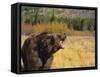 Roaring Grizzly-DLILLC-Framed Stretched Canvas