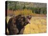 Roaring Grizzly-DLILLC-Stretched Canvas