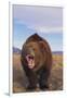 Roaring Grizzly-DLILLC-Framed Photographic Print