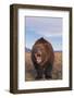 Roaring Grizzly-DLILLC-Framed Photographic Print