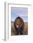 Roaring Grizzly-DLILLC-Framed Photographic Print