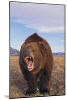 Roaring Grizzly-DLILLC-Mounted Photographic Print