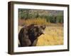 Roaring Grizzly-DLILLC-Framed Photographic Print