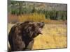 Roaring Grizzly-DLILLC-Mounted Photographic Print