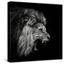 Roaring Lion #2-Christian Meermann-Stretched Canvas