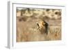 Roaring lion , Kgalagadi Transfrontier Park, Kalahari, Northern Cape, South Africa, Africa-Christian Kober-Framed Photographic Print