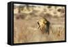 Roaring lion , Kgalagadi Transfrontier Park, Kalahari, Northern Cape, South Africa, Africa-Christian Kober-Framed Stretched Canvas