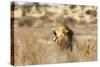 Roaring lion , Kgalagadi Transfrontier Park, Kalahari, Northern Cape, South Africa, Africa-Christian Kober-Stretched Canvas