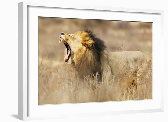 Roaring lion , Kgalagadi Transfrontier Park, Kalahari, Northern Cape, South Africa, Africa-Christian Kober-Framed Photographic Print