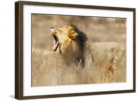 Roaring lion , Kgalagadi Transfrontier Park, Kalahari, Northern Cape, South Africa, Africa-Christian Kober-Framed Photographic Print