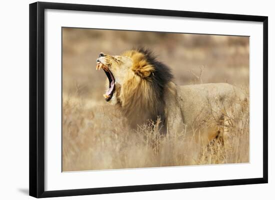 Roaring lion , Kgalagadi Transfrontier Park, Kalahari, Northern Cape, South Africa, Africa-Christian Kober-Framed Photographic Print