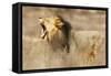 Roaring lion , Kgalagadi Transfrontier Park, Kalahari, Northern Cape, South Africa, Africa-Christian Kober-Framed Stretched Canvas