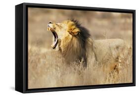 Roaring lion , Kgalagadi Transfrontier Park, Kalahari, Northern Cape, South Africa, Africa-Christian Kober-Framed Stretched Canvas