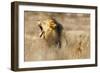 Roaring lion , Kgalagadi Transfrontier Park, Kalahari, Northern Cape, South Africa, Africa-Christian Kober-Framed Photographic Print