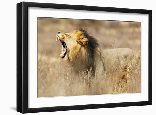 Roaring lion , Kgalagadi Transfrontier Park, Kalahari, Northern Cape, South Africa, Africa-Christian Kober-Framed Photographic Print