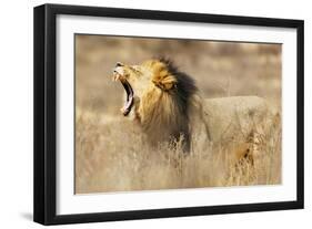 Roaring lion , Kgalagadi Transfrontier Park, Kalahari, Northern Cape, South Africa, Africa-Christian Kober-Framed Photographic Print