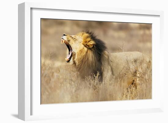 Roaring lion , Kgalagadi Transfrontier Park, Kalahari, Northern Cape, South Africa, Africa-Christian Kober-Framed Photographic Print