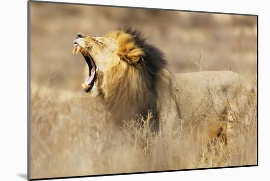Roaring lion , Kgalagadi Transfrontier Park, Kalahari, Northern Cape, South Africa, Africa-Christian Kober-Mounted Photographic Print