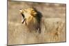 Roaring lion , Kgalagadi Transfrontier Park, Kalahari, Northern Cape, South Africa, Africa-Christian Kober-Mounted Photographic Print