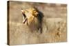 Roaring lion , Kgalagadi Transfrontier Park, Kalahari, Northern Cape, South Africa, Africa-Christian Kober-Stretched Canvas