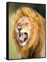 Roaring Lion, Masai Mara, Kenya, East Africa, Africa-Karen Deakin-Framed Stretched Canvas