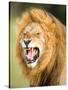 Roaring Lion, Masai Mara, Kenya, East Africa, Africa-Karen Deakin-Stretched Canvas