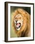 Roaring Lion, Masai Mara, Kenya, East Africa, Africa-Karen Deakin-Framed Photographic Print