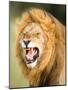 Roaring Lion, Masai Mara, Kenya, East Africa, Africa-Karen Deakin-Mounted Photographic Print