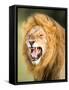 Roaring Lion, Masai Mara, Kenya, East Africa, Africa-Karen Deakin-Framed Stretched Canvas