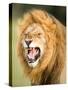 Roaring Lion, Masai Mara, Kenya, East Africa, Africa-Karen Deakin-Stretched Canvas