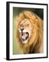 Roaring Lion, Masai Mara, Kenya, East Africa, Africa-Karen Deakin-Framed Photographic Print