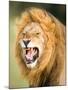 Roaring Lion, Masai Mara, Kenya, East Africa, Africa-Karen Deakin-Mounted Photographic Print