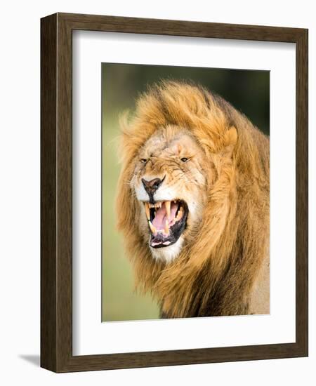 Roaring Lion, Masai Mara, Kenya, East Africa, Africa-Karen Deakin-Framed Photographic Print