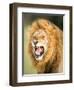 Roaring Lion, Masai Mara, Kenya, East Africa, Africa-Karen Deakin-Framed Photographic Print