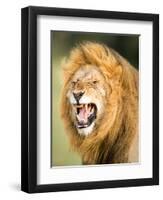 Roaring Lion, Masai Mara, Kenya, East Africa, Africa-Karen Deakin-Framed Photographic Print