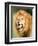 Roaring Lion, Masai Mara, Kenya, East Africa, Africa-Karen Deakin-Framed Photographic Print