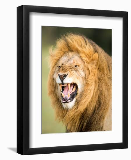 Roaring Lion, Masai Mara, Kenya, East Africa, Africa-Karen Deakin-Framed Photographic Print