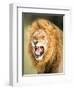 Roaring Lion, Masai Mara, Kenya, East Africa, Africa-Karen Deakin-Framed Photographic Print