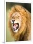 Roaring Lion, Masai Mara, Kenya, East Africa, Africa-Karen Deakin-Framed Photographic Print