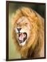 Roaring Lion, Masai Mara, Kenya, East Africa, Africa-Karen Deakin-Framed Photographic Print