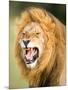 Roaring Lion, Masai Mara, Kenya, East Africa, Africa-Karen Deakin-Mounted Photographic Print