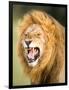 Roaring Lion, Masai Mara, Kenya, East Africa, Africa-Karen Deakin-Framed Photographic Print