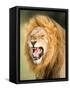 Roaring Lion, Masai Mara, Kenya, East Africa, Africa-Karen Deakin-Framed Stretched Canvas